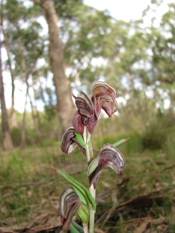 Pterostylis sanguinea